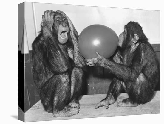 Chimpanzee Inflates a Balloon-null-Premier Image Canvas