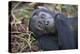 Chimpanzee Male Tropical Forest-null-Premier Image Canvas
