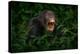 Chimpanzee Open Muzzle Mouth with Tooth, Tree in Kibale National Park, Uganda, Dark Forest. Black M-Ondrej Prosicky-Premier Image Canvas