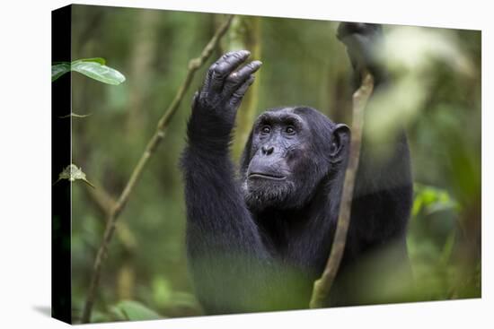 Chimpanzee (Pan troglodytes), Kibale National Park, Uganda, Africa-Ashley Morgan-Premier Image Canvas