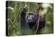 Chimpanzee (Pan troglodytes), Kibale National Park, Uganda, Africa-Ashley Morgan-Premier Image Canvas