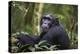 Chimpanzee (Pan troglodytes), Kibale National Park, Uganda, Africa-Ashley Morgan-Premier Image Canvas