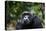 Chimpanzee (Pan troglodytes), Kibale National Park, Uganda, Africa-Ashley Morgan-Premier Image Canvas