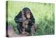 Chimpanzee Playing with a Stick-DLILLC-Premier Image Canvas