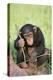 Chimpanzee Playing with a Stick-DLILLC-Premier Image Canvas