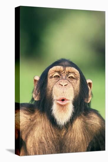 Chimpanzee Puckering its Lips-DLILLC-Premier Image Canvas