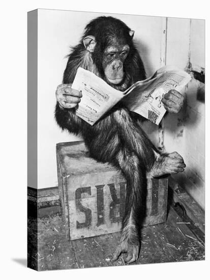 Chimpanzee Reading Newspaper-Bettmann-Premier Image Canvas