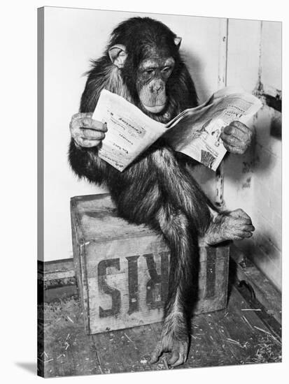 Chimpanzee Reading Newspaper-Bettmann-Premier Image Canvas