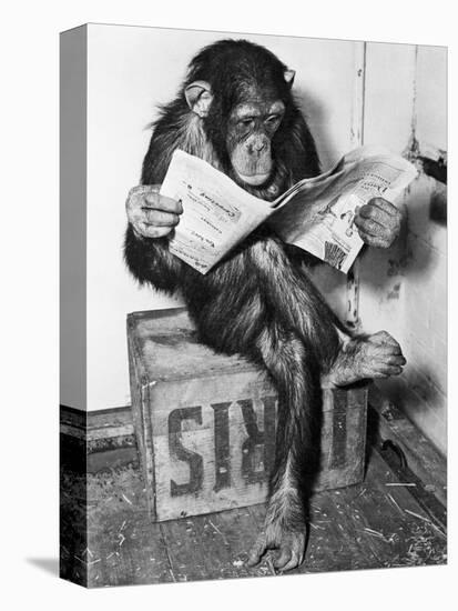 Chimpanzee Reading Newspaper-Bettmann-Premier Image Canvas