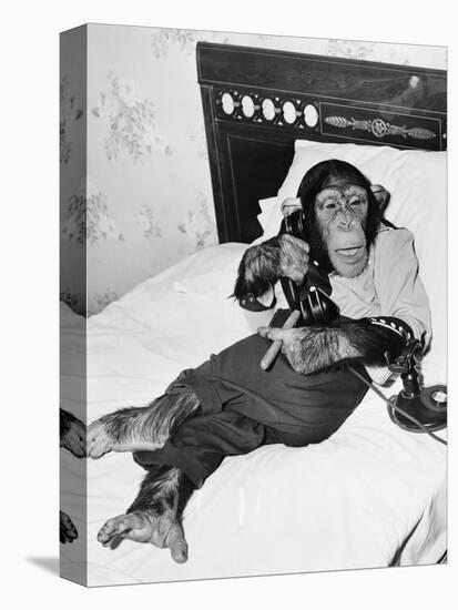 Chimpanzee Sitting in Bed on the Telephone and Smoking a Cigar-null-Stretched Canvas