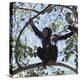 Chimpanzee Sitting in the Forest Canopy, Mahale Mountains, Eastern Shores of Lake Tanganyika-Nigel Pavitt-Premier Image Canvas