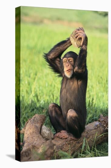 Chimpanzee Smashing Rocks-DLILLC-Premier Image Canvas