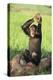 Chimpanzee Smashing Rocks-DLILLC-Premier Image Canvas