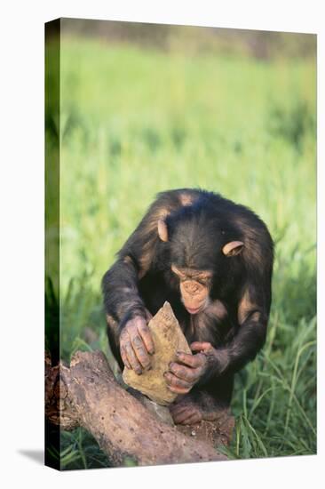 Chimpanzee Smashing Rocks-DLILLC-Premier Image Canvas