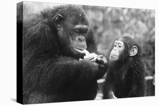 Chimpanzee with Her Young-null-Premier Image Canvas