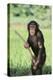 Chimpanzee with Stick-DLILLC-Premier Image Canvas