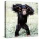 Chimpanzee Young, with Arms on Head-null-Premier Image Canvas