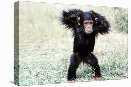 Chimpanzee Young, with Arms on Head-null-Premier Image Canvas