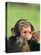 Chimpanzee-null-Premier Image Canvas