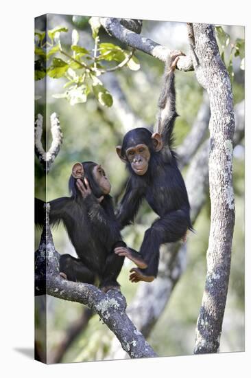 Chimpanzee-null-Premier Image Canvas