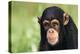 Chimpanzee-DLILLC-Premier Image Canvas