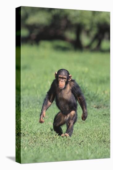 Chimpanzee-DLILLC-Premier Image Canvas