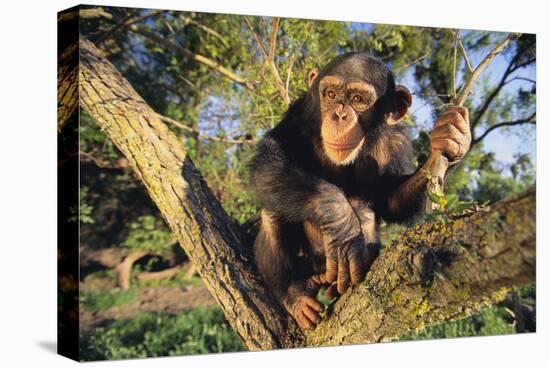 Chimpanzee-DLILLC-Premier Image Canvas