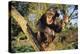 Chimpanzee-DLILLC-Premier Image Canvas