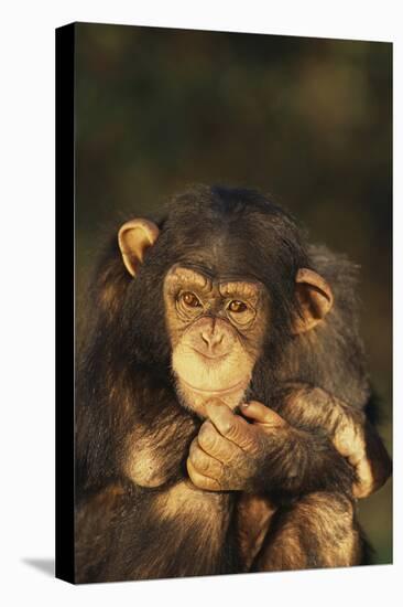 Chimpanzee-DLILLC-Premier Image Canvas