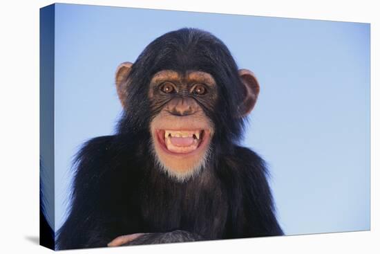 Chimpanzee-DLILLC-Premier Image Canvas