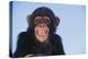 Chimpanzee-DLILLC-Premier Image Canvas