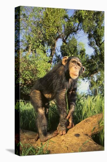 Chimpanzee-DLILLC-Premier Image Canvas