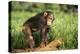 Chimpanzee-DLILLC-Premier Image Canvas