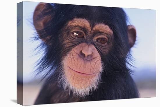 Chimpanzee-DLILLC-Premier Image Canvas