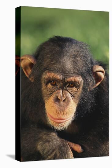 Chimpanzee-DLILLC-Premier Image Canvas