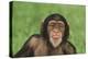 Chimpanzee-DLILLC-Premier Image Canvas