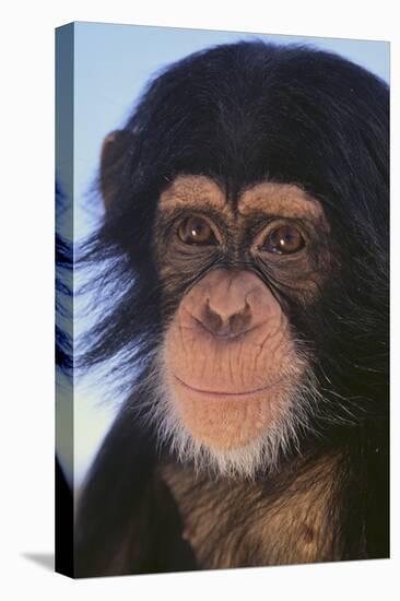 Chimpanzee-DLILLC-Premier Image Canvas