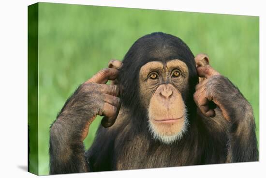 Chimpanzee-DLILLC-Premier Image Canvas