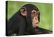 Chimpanzee-DLILLC-Premier Image Canvas