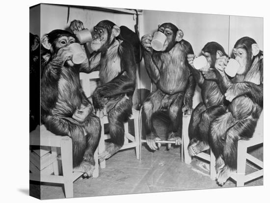 Chimpanzees Drinking Milk-null-Premier Image Canvas