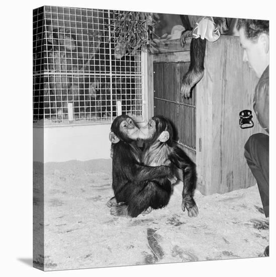 Chimpanzees of Bertram Mills Circus, 1955-Chapman-Premier Image Canvas