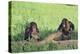 Chimpanzees Playing with Rocks and Sticks-DLILLC-Premier Image Canvas