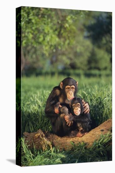 Chimpanzees-DLILLC-Premier Image Canvas