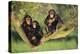 Chimpanzees-DLILLC-Premier Image Canvas