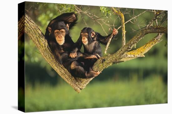 Chimpanzees-DLILLC-Premier Image Canvas