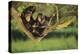 Chimpanzees-DLILLC-Premier Image Canvas