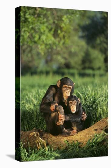 Chimpanzees-DLILLC-Premier Image Canvas