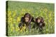 Chimpanzees-DLILLC-Premier Image Canvas