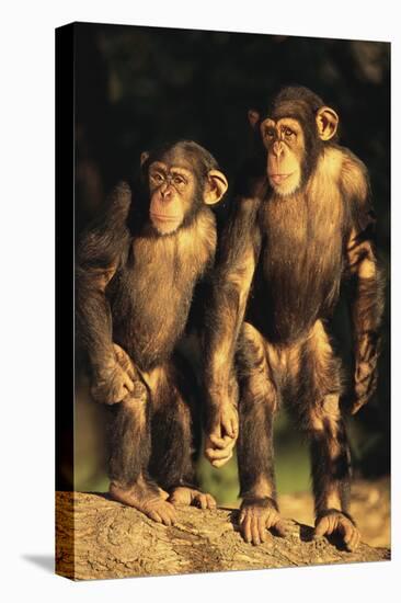 Chimpanzees-DLILLC-Premier Image Canvas