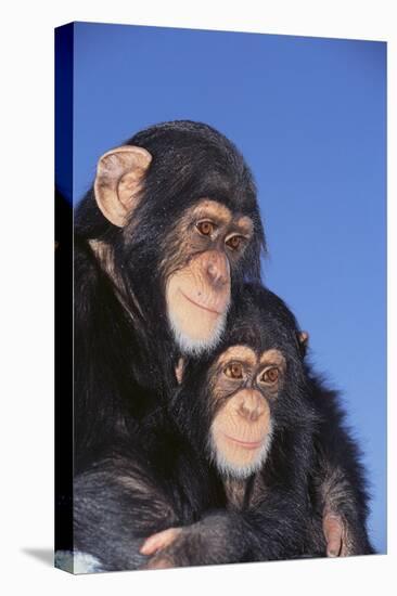 Chimpanzees-DLILLC-Premier Image Canvas